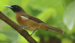 Rennell Shrikebill photo 5