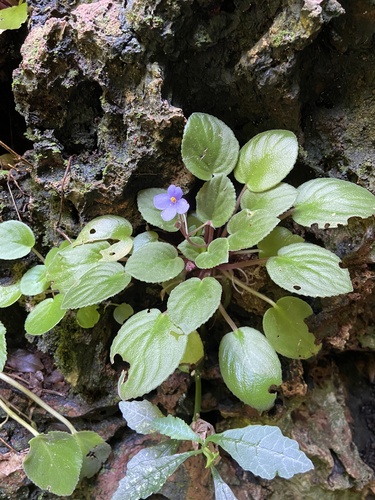 Foto de Violeta