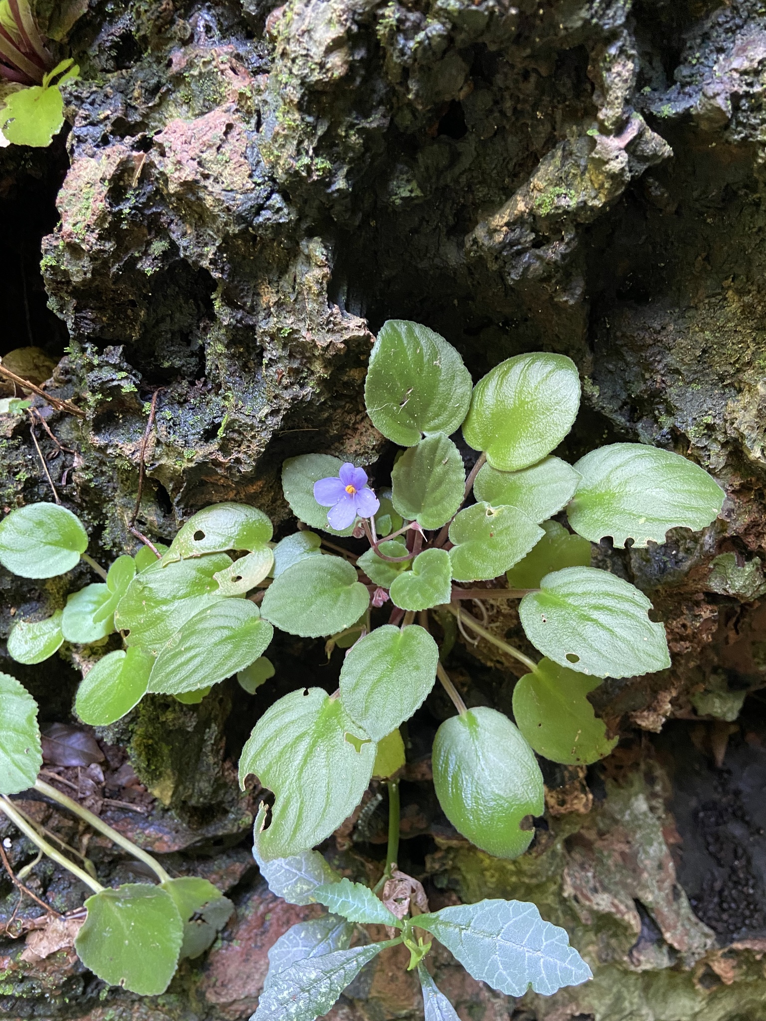 Imagem de Violeta