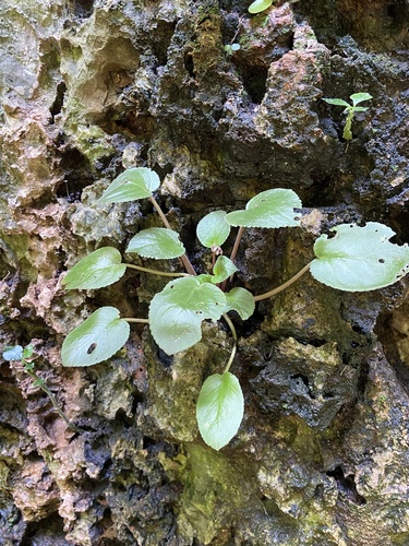 Foto de Violeta