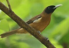Rennell Shrikebill photo 4