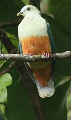 Silver-Capped Fruit-Dove photo 5