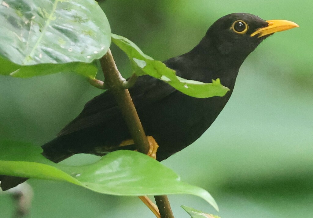 Vanikoro Island-Thrush photo