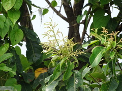 Terminalia paniculata