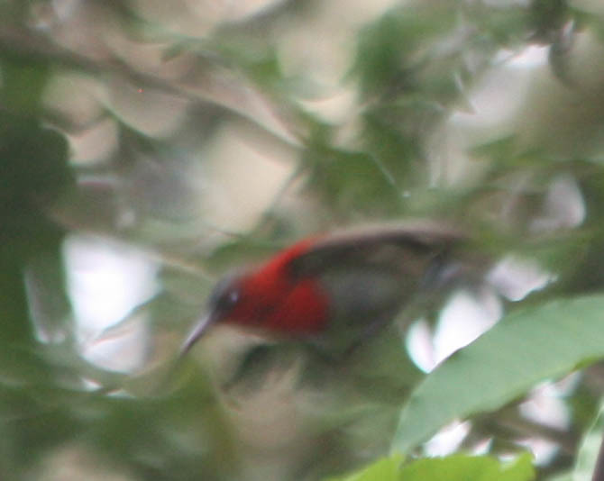 Crimson Sunbird