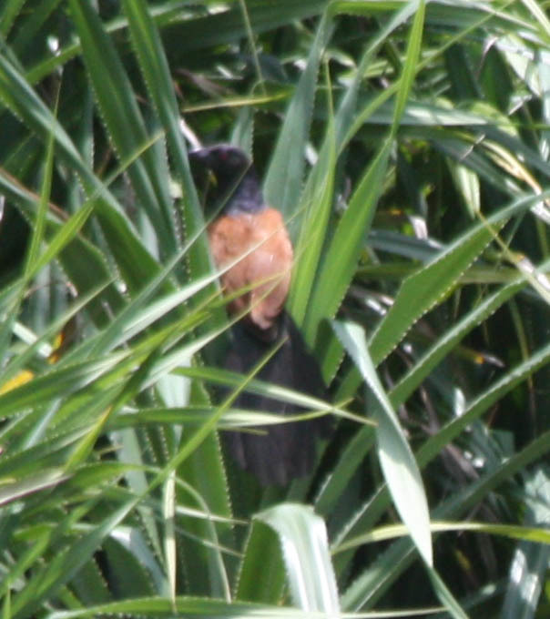 Greater Coucal