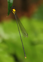 Coeliccia chromothorax