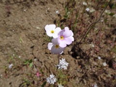 Leptosiphon montanus