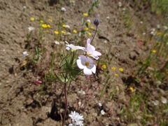 Leptosiphon montanus