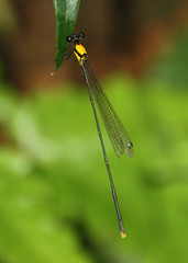 Coeliccia chromothorax