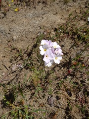 Leptosiphon montanus