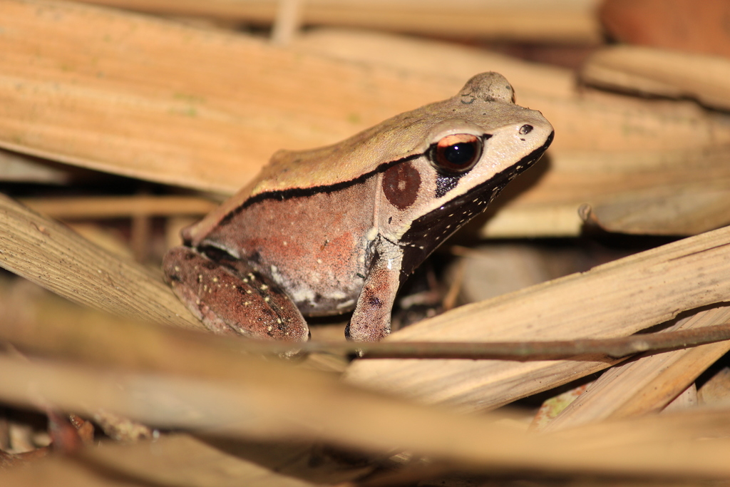 Bicolored frog, photo from iNaturalist