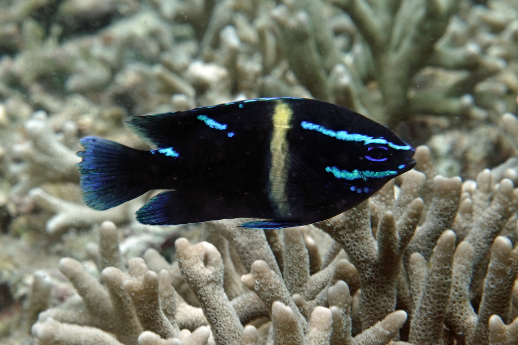 Bluebanded Damselfish