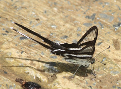 Lamproptera curius