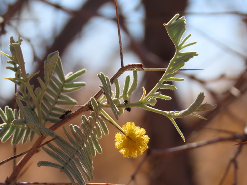 Image of Vachellia haematoxylon by no rights reserved