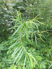 Salix schwerinii