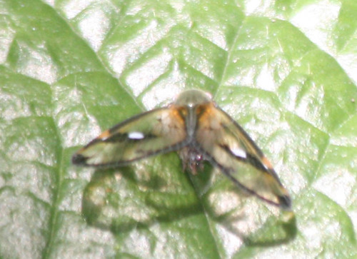 Ricaniidae