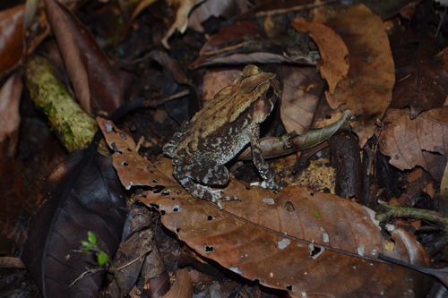 Indian Toad, Duttaphrynus parietalis