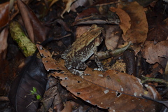 Duttaphrynus parietalis