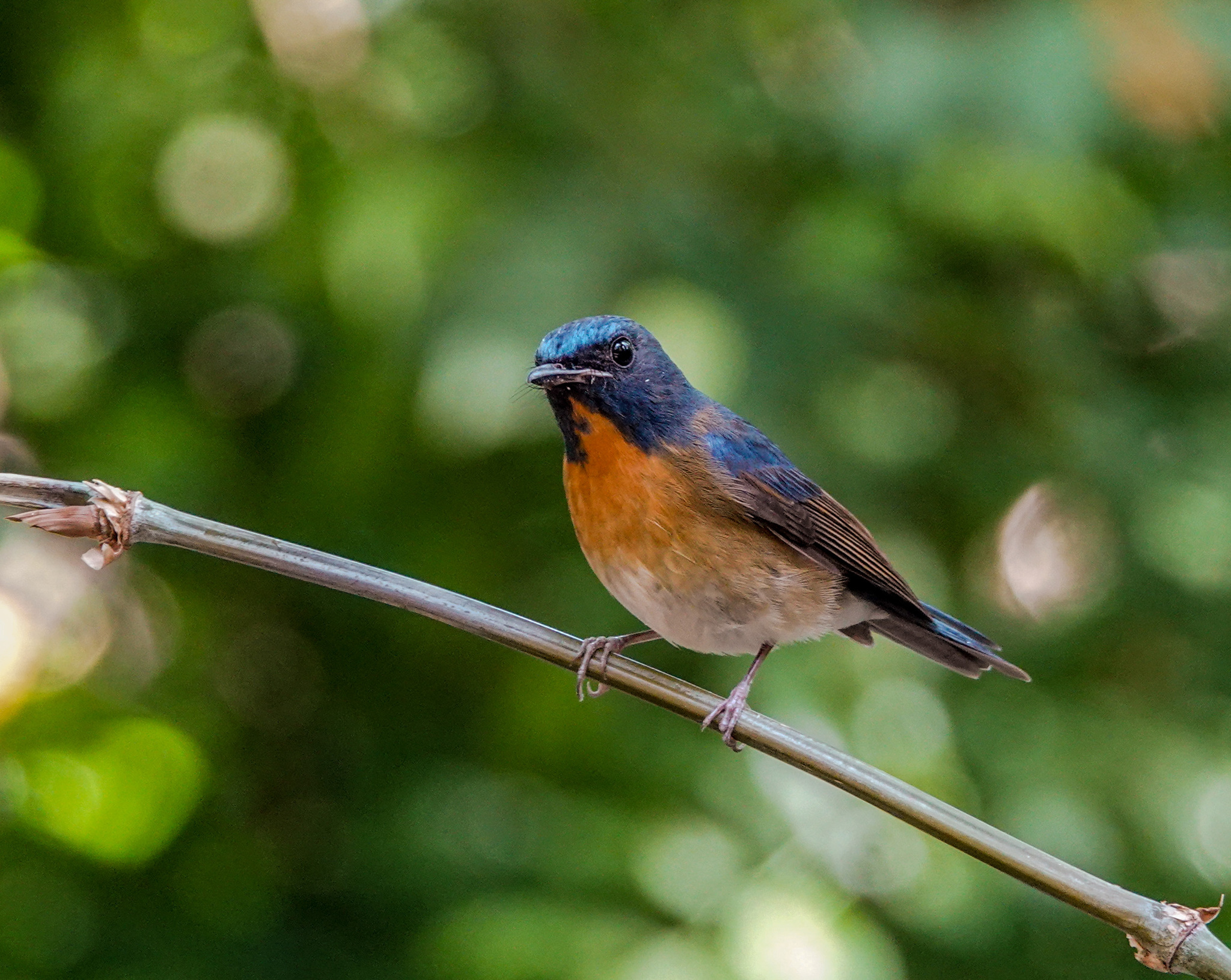 Chinese Blue Flycatcher (Cyornis glaucicomans)