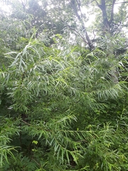 Salix schwerinii