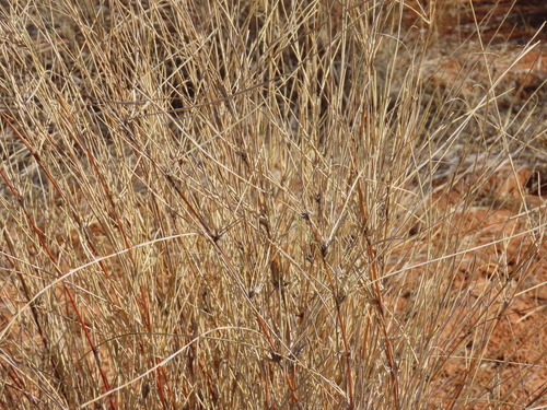 Image of Stipagrostis amabilis by no rights reserved