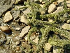 Ephydatia fluviatilis