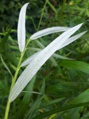 Salix schwerinii