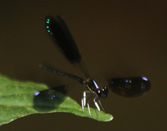 Chlorocyphidae