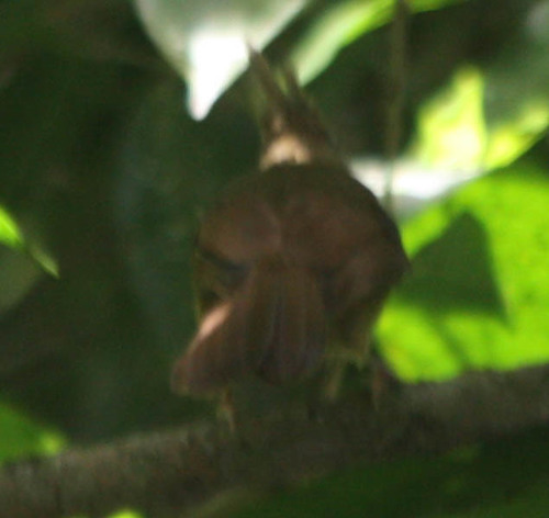 Alophoixus pallidus