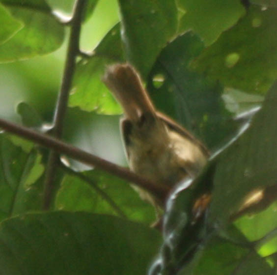 Puff-throated Bulbul