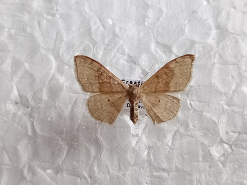 piadica premenlivá (Idaea degeneraria)