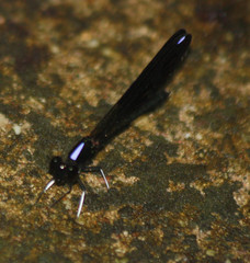 Chlorocyphidae