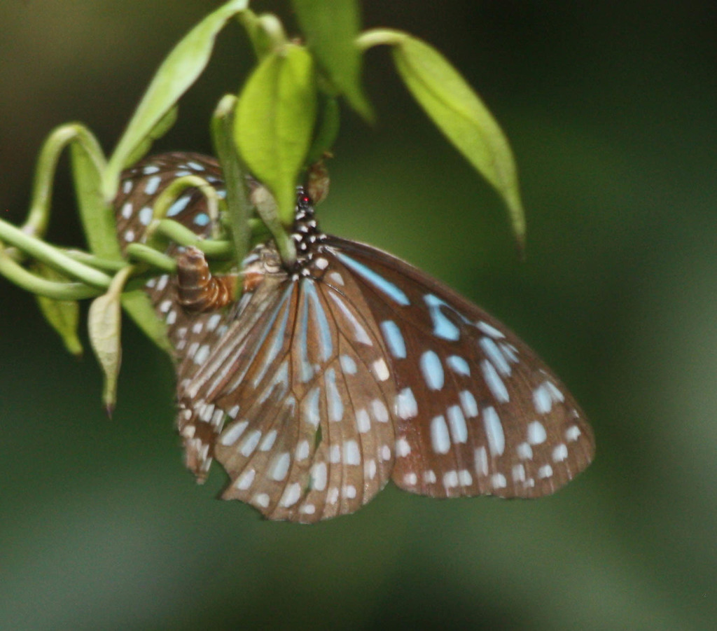 Dark Blue Tiger