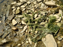 Ephydatia fluviatilis