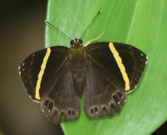 Abisara fylla
