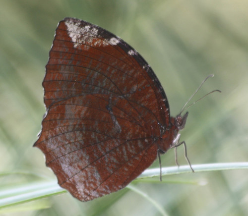 Common Palmfly photo 2