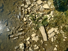 Ephydatia fluviatilis