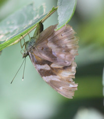 Herona marathus