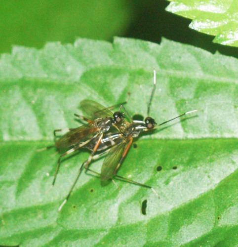 Micropezidae