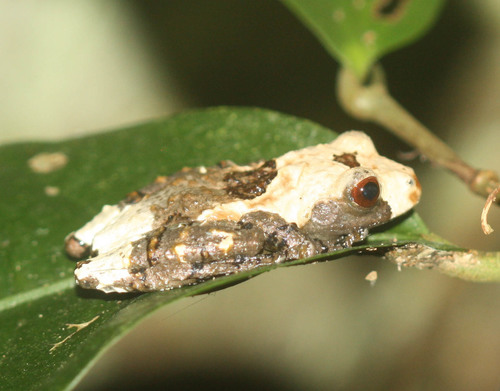 Pied Warted Treefrog, Theloderma albopunctatum