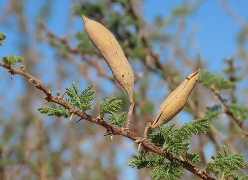 Image of Vachellia hebeclada by no rights reserved