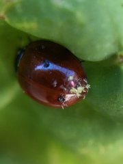 Hesperomyces virescens