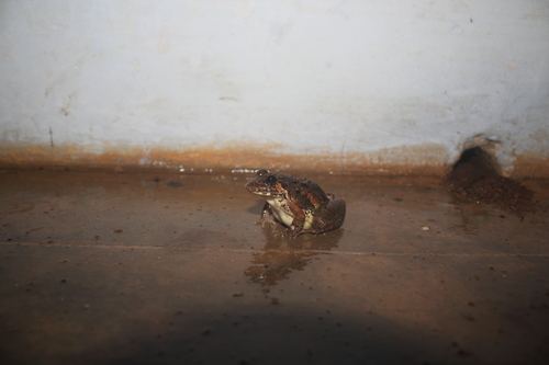 Kudremukh Cricket Frog, Minervarya mysorensis