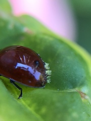 Hesperomyces virescens