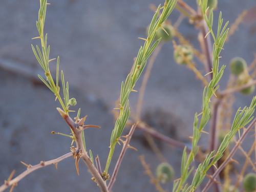 Image of Asparagus nelsii by no rights reserved