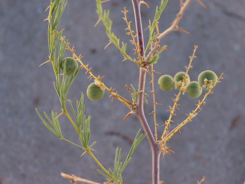 Image of Asparagus nelsii by no rights reserved