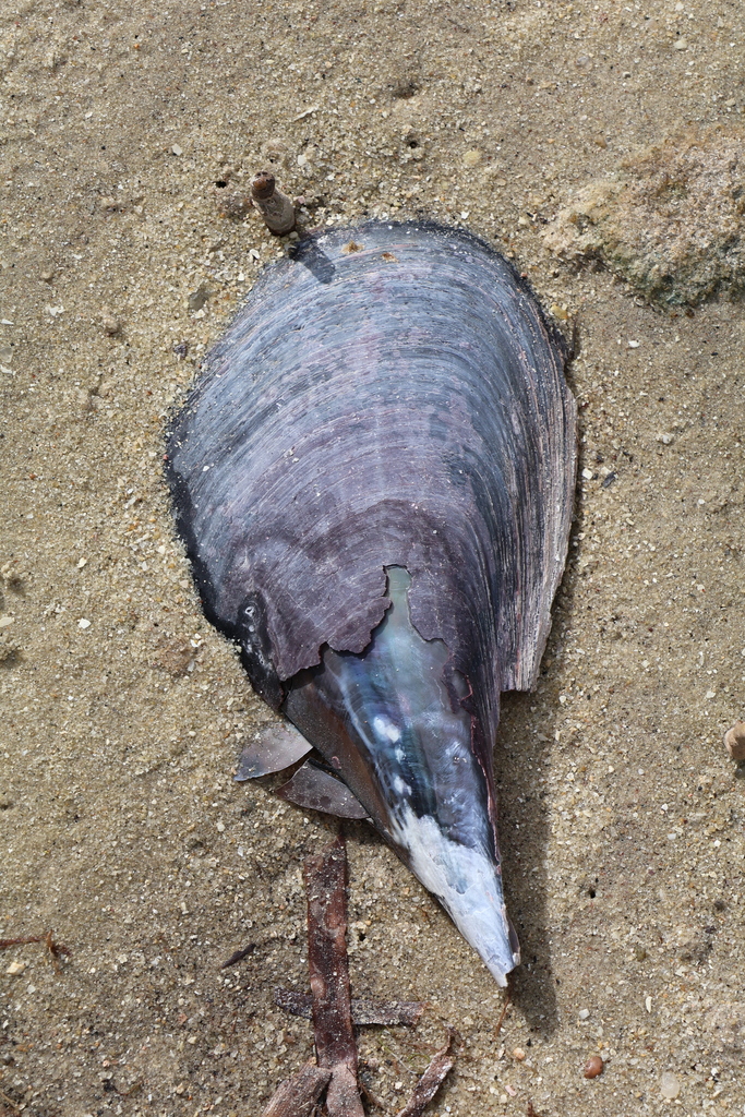 Foto de Ostra vela (Atrina vexillum)