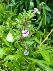 Dyschoriste microphylla