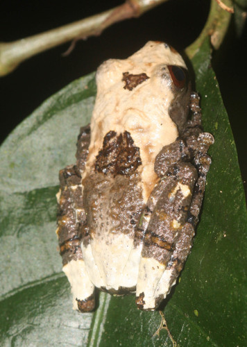 Theloderma albopunctatum